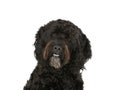 Barbet dog portrait isolated on white.