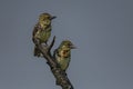 Barbet lookout on a branch