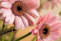 Barbeton Daisy Gerbera Flower Royalty Free Stock Photo