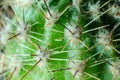 Barbs of green cactus in macro for the whole frame