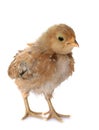 Barbu d`Anvers chick Royalty Free Stock Photo