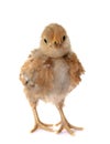 Barbu d`Anvers chick Royalty Free Stock Photo