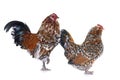 Barbu d`Anvers chicken and rooster Royalty Free Stock Photo