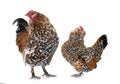 Barbu d`Anvers chicken and rooster Royalty Free Stock Photo