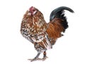 Barbu d`Anvers rooster