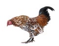 Barbu d`Anvers rooster