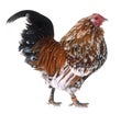 Barbu d`Anvers rooster Royalty Free Stock Photo