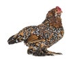 The Barbu d `Uccle or Belgian d `Uccle hen