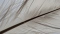 And barbules. The feather s delicate structure with fine parallel Royalty Free Stock Photo