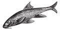 Barbus barbus or Common Barbel. Vintage engraving