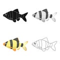 Barbus fish icon cartoon. Singe aquarium fish icon from the sea,ocean life cartoon.