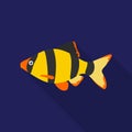 Barbus fish icon flat. Singe aquarium fish icon from the sea,ocean life flat.