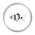 Barbus fish icon monochrome. Singe aquarium fish icon from the sea,ocean life monochrome.