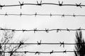 Barbwire Royalty Free Stock Photo