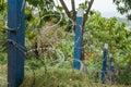 Barbwire fence in forest landscape - protected border , secured