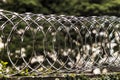 Barbwire fence on top of a wall with climbing plant for security in Brazil with selective focus