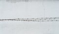 Barbwire on white wall Royalty Free Stock Photo