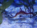 Barcelona acquarium.Sharks and sea horse in tanks