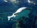 Barcelona acquarium.Sharks and sea horse in tanks