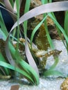 Barcelona acquarium.Sharks and sea horse in tanks