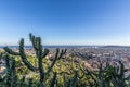 Barcelona in the background and cactus in the foreground