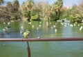 Barcelona ciutadella park. Tropical garden, lake and palms, many beautiful birds live here. parrot eats bread Royalty Free Stock Photo