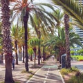 Barcelona - Road of Palms