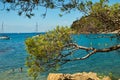 Barcelona, Spain - 18.08.2019: Beautiful tree branches on a background of blue sea