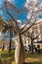 Ceiba insignis, the white floss-silk tree, is a species of flowering plant in the family Malvaceae