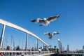 BARCELONA, SPAIN - FEBRUARY 12, 2014: A view to a pier with yachts, an embankment and flying seagulls at Barcelona port