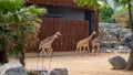 Giraffes walking in the Barcelona Zoo, Spain. Royalty Free Stock Photo