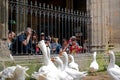 Barcelona, Spain - May 17, 2014: Geese in Cathedral of Saint Eulalia. Royalty Free Stock Photo