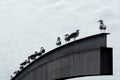 Group of Audouin's Gulls or Corsican Gull perched on a metal structure in the port of Barcelona