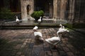 Geese in cloister of Cathedral in Barcelona Royalty Free Stock Photo