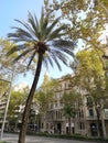 Barcelona, Spain, Palms, traveling, Diagonal Str. Royalty Free Stock Photo