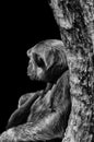 Barcelona, Spain, September 27, 2014: Chimpanzee in profile leaning against a tree