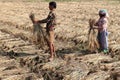Working people in paddy field.