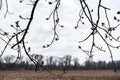 Bare agricultural field resting for next copping season