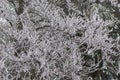 Bare alder black picturesquely curved twigs covered with frost