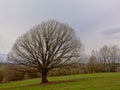 Bare alder tree in a meadow in a cloudy Ardennes landscape Royalty Free Stock Photo