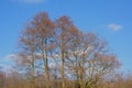 Bare alders tree crowns against a blue sky