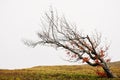 Bare alone tilted tree. Beerch tree on autumn mountains. Royalty Free Stock Photo