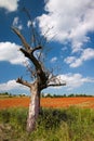 Bare apple tree Royalty Free Stock Photo