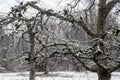 Bare Apple Trees are covered with snow in the Smokies. Royalty Free Stock Photo