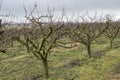 Bare apple trees in spring just before the buds germinate Royalty Free Stock Photo