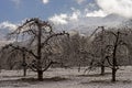 Bare Apple Trees stand beneath a snow covered mountain. Royalty Free Stock Photo