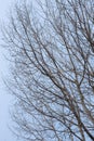 Bare aspen tree branches