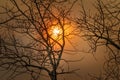 Bare aspen tree in October with an orange sky and sun behind