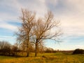 Bare autumn winter tree outside landscape field sky cloudy blue Royalty Free Stock Photo