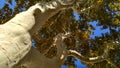 Bare, barkless sycamore tree trunk with branches on a clear sunny day. Platanus tree fall foliage